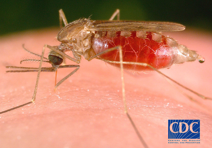 photograph of a Mosquito