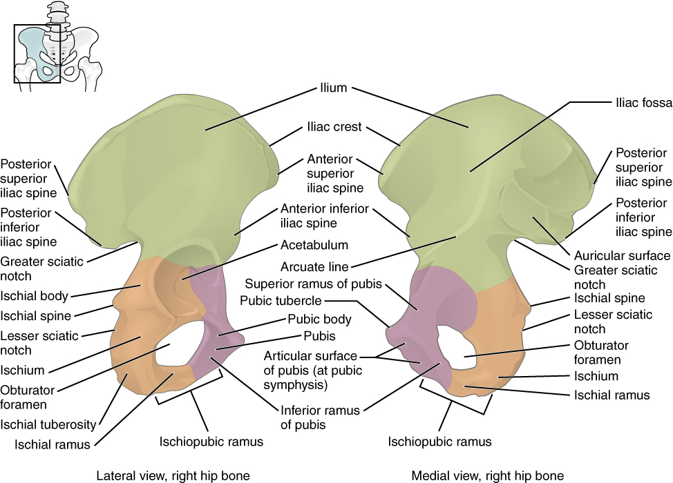 This figure shows the right hip bone. The left panel shows the lateral view, and the right panel shows the medial view.