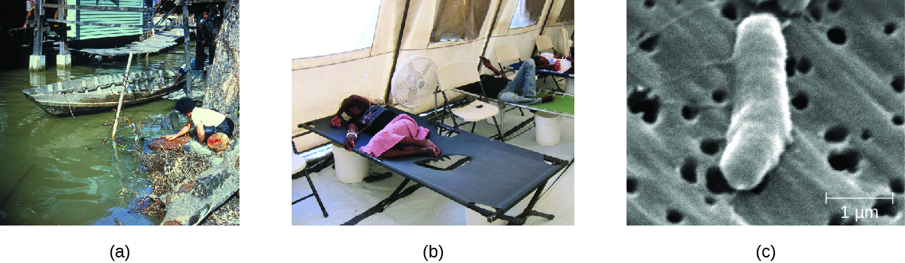 a) photo of a person getting water from a dirty waterway. B) photo of a person sleeping in a cot. C) micrograph of a rod shaped cell with a length of 1 micrometer.